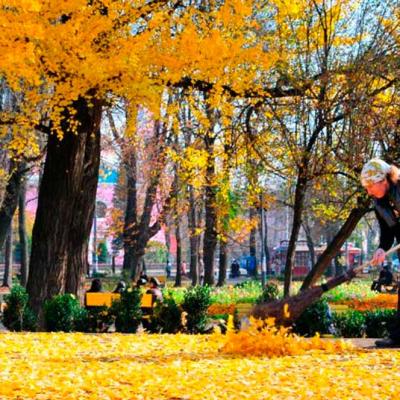 chernivtsi-osin-u-chernivtsiakh